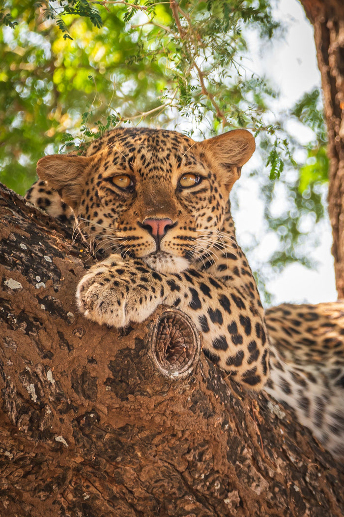 The Lions Are Still Sleeping
